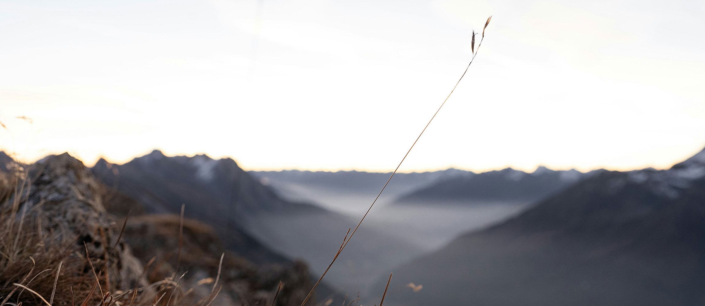 Berglandschaft bei Sonnenaufgang mit Grashalm im Vordergrund und nebelverhüllten Tälern in der Ferne
